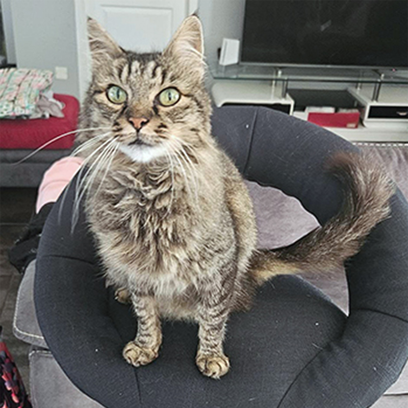 Chat - Les Pattounes Blanches