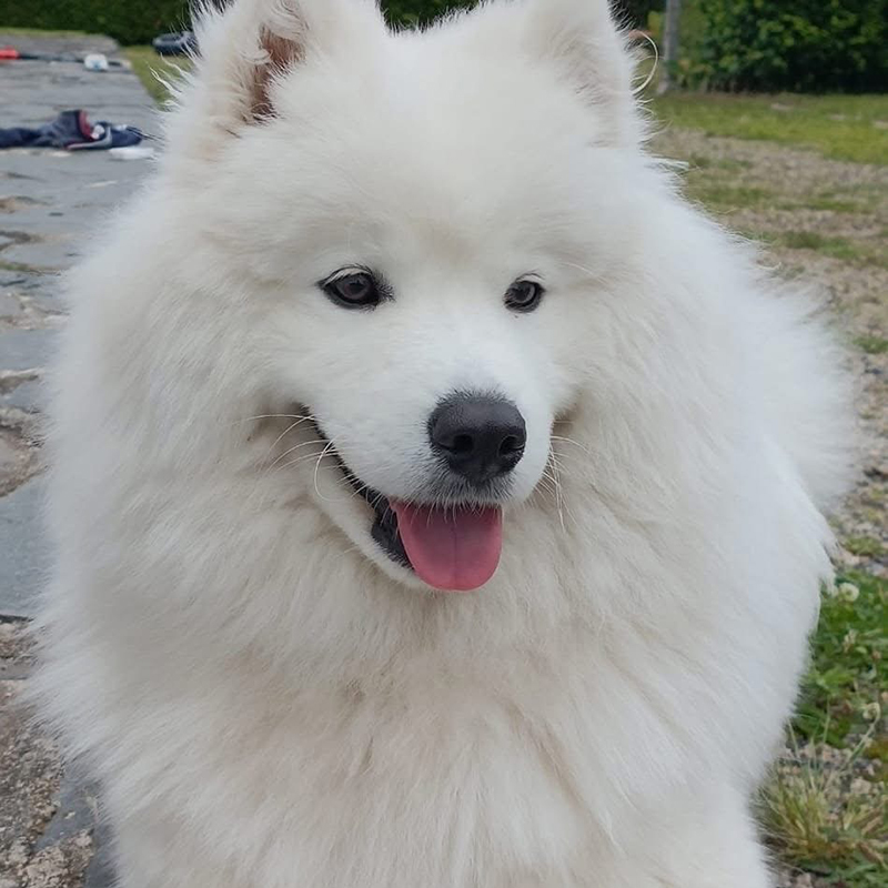 Chien-1 Les Pattounes Blanches